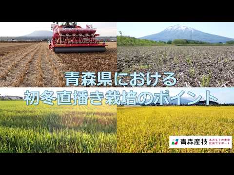 青森県における初冬直播き栽培【青森産技農総研】AS42