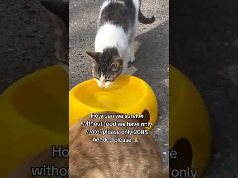 Gofund.me link in bio please #<strong>support</strong> #goviral #moreviews #views #cat