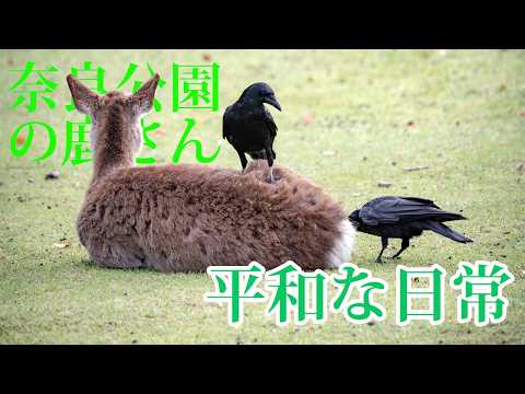 【奈良公園 鹿】 カラスとの共存 シカさん達の日常 【Deer in Nara Park】