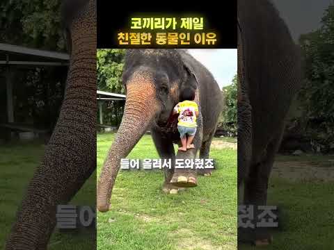 <strong>코끼리가</strong> 직접 다리를 들어준 이유 🐘🥹