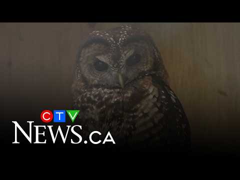 What killed two endangered spotted owls in B.C.?