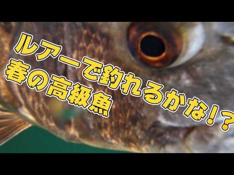 ルアーで釣れるかな春の高級魚！？