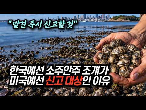 미국이 발견 즉시 신고하라는 조개, 한국에선 소주 안주 (feat. 미국 현지 반응)