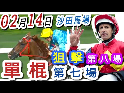 單棍第七場 ,狙擊第八場 14-2-2026 梁西華講馬經 | 賽馬粵語旁述 | 馬迷交流 | 沙田泥地草地日賽 香港賽馬