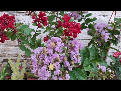 Tour por mi jardín feliz 11 años de ser socia de YOUTUBE QUE FELIZ 🙂
