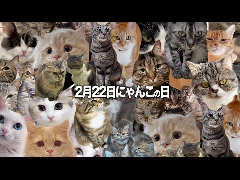 【猫の日】出演してくれたみニャさま【222匹】