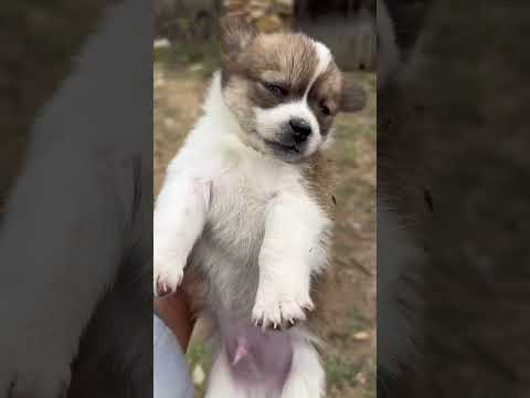 The dog was sound asleep when its owner forcibly turned it on! #CutePets #Dogs