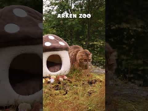 Välkomna till svampskogen! | Arken Zoo