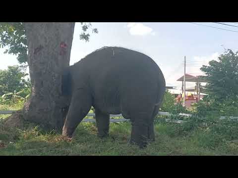 ทรายทองในวันนี้🐘🌳✌️