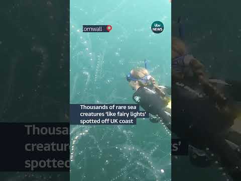 A pair of snorkellers have captured stunning images of a rare sea salp colony | ITV News
