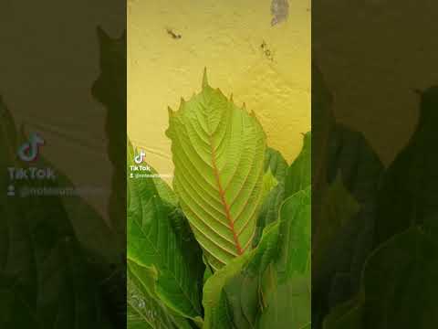 ต้นกระท่อมเสียบยอดพันธุ์หางกั