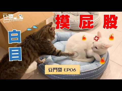 【豆鬥榮 EP06】手很賤的貓咪