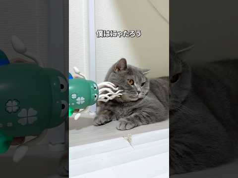 にゃたろうだよ #猫のいる暮らし #ねこ #猫 #猫動画 #ねこのいる生活 #可愛くてごめん #猫好きさんと繋がりたい #ブリティッシュショートヘア