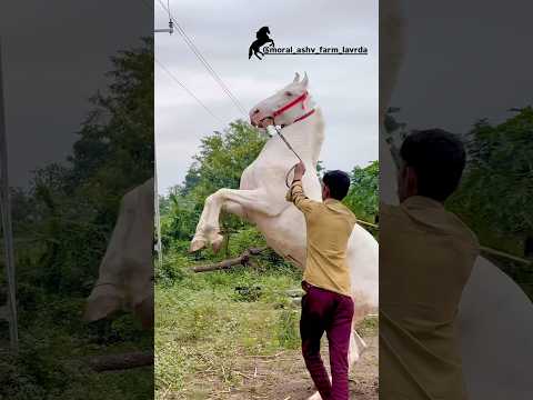 બંસી 🦅હો #horse #trending #song #vayralshorts #moral#shorts #kathiyawadi #horsecare #horsepower