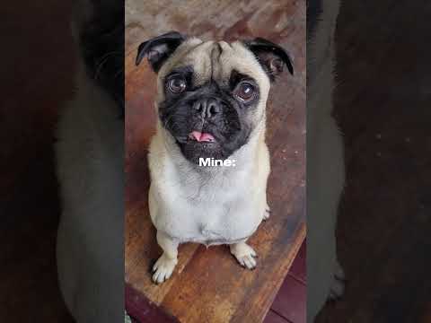AI Expands VIDEOS OF My DOG! 🐶 🐕 SHOCKING RESULTS 😰🥴#watchtiltheend