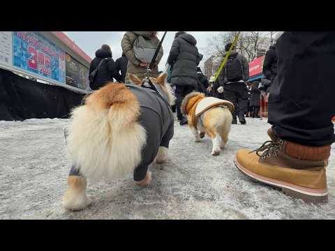 愛犬を連れて『札幌雪祭り』にお出かけしてみた結果…