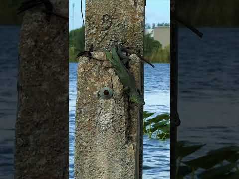 Florida Adventure Hunt/Camp Day 1 Iguana Hunt