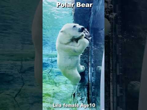 【隣はアザラシ】優雅に泳ぐホッキョクグマ「リラ」#polarbear #shorts