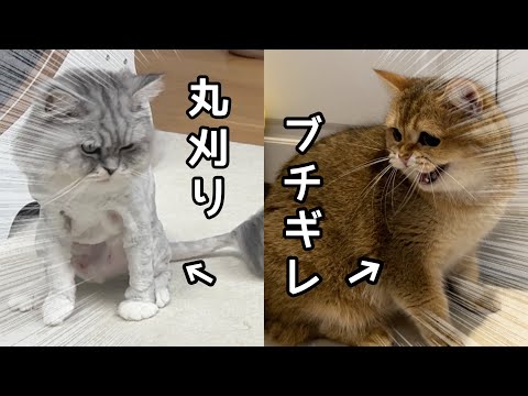 丸刈りになった姉を見て誰かわからなくなってしまった猫がこちらです