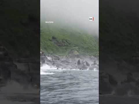 Panicked sea lions dive into water during earthquake