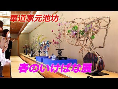 華道家元池坊・春のいけばな展（2024年3月15日　京都市中京区）　Flower arranger Ikenobo Spring Ikebana Exhibition