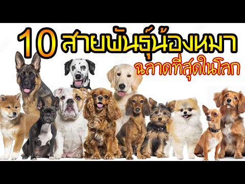 10สายพันธุ์น้องหมาที่ฉลาดที่