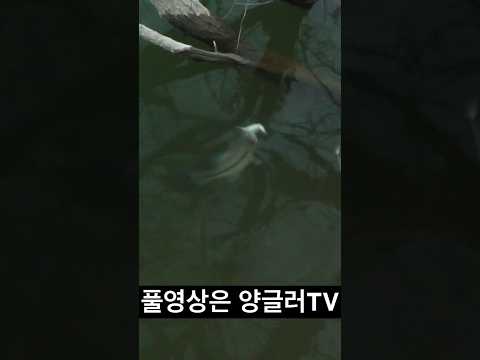 다른 시점에서 보는 배스의 공격 패턴 #bassfish #bassfishin #bassfishing #fish #fishing #<strong>낚시</strong> #<strong>배스</strong> #バス #バス釣り #미르주니어