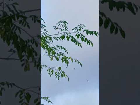 evening view #shorts @nirmal videos