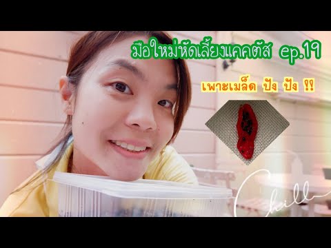 มือใหม่หัดเลี้ยงแคคตัส-ep19-เพ มือใหม่หัดเลี้ยงแคคตัส-ep19-เพ