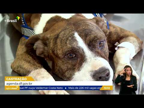 DF | Clínicas oferecem vagas para castração de cães e gatos
