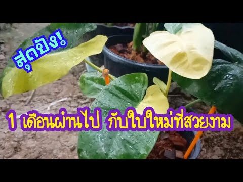 1เดือนผ่านไป-กับใบใหม่ที่สวยงา 1เดือนผ่านไป-กับใบใหม่ที่สวยงา