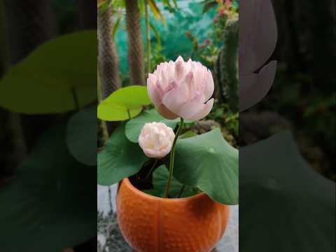 Grow Lotus in Small Pot      #lotus #lotusflower #kamal #urbangardening #howto