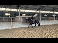 Recreation horse Brave grote zwarte 16j merrie