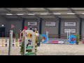 Show jumping horse 7-jarige ruin (Ferrari x Zirocco Blue)