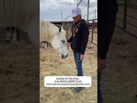 From Pain to Safety: Join Us in Saving This Horse  #help #horse #animals