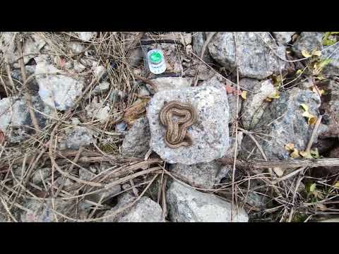 Herping in Prague - Smooth Snake - užovka hladká (Coronella austriaca) Praha_Sedlec, 21/10/2025