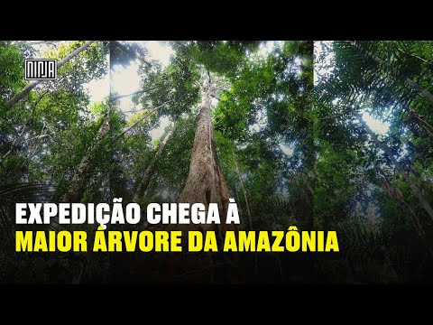 A RAINHA DA AMAZÔNIA! Cientistas chegam pela primeira vez na maior árvore da Amazônia!
