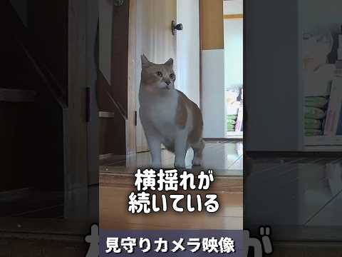 地震発生…そのとき猫は【非常時に本性が出る #猫武将 #元野良猫チャチャ #ねこ #ネコ #猫 #地震