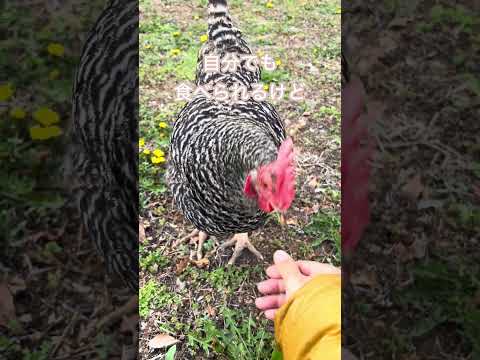春のお散歩です。 #田舎暮らし #ニワトリ #hen