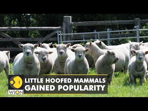 🌎Southdown breed of Sheep gains popularity in Australia | English News | WION