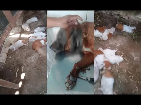 Vecinos aterrados en Ate: Puma estaría suelto y matando animales