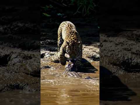 Jaguar Shows Crocodile Who's REALLY The Boss 😈🐆 #shorts