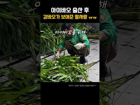 이게 <strong>바로</strong> 딸사랑 ㅠㅠ  강바오가 푸바오 <strong>동생</strong> 출산한 아이바오 위해 한 행동들 #shorts #강바오 #판다