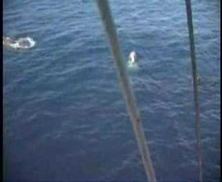 sleeping sperm whales 漂浮沉睡的抹香鯨群