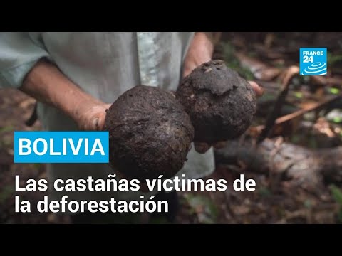 En Bolivia, la nuez amazónica es víctima de la deforestación • FRANCE 24 Español