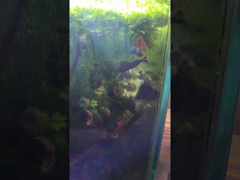 bloody Mary shrimp 