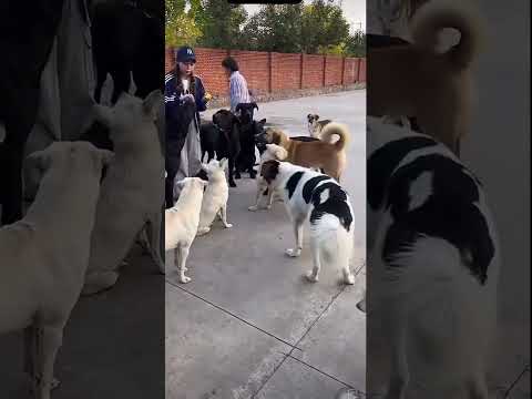 A beautiful female fan came to meet the king Charles alpha dog.