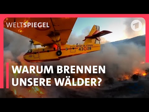 Waldbrand-Horror durch Klimawandel? | Weltspiegel