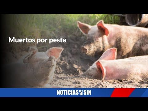 Hacen fosas comunes para cerdos