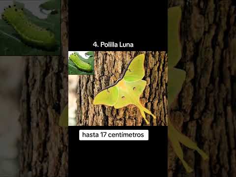 #bichos #insectos #biologia #ciencia #sabiasque #datoscurisos #humor